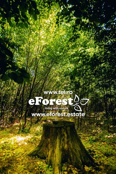 Crevedia, loturi de casa langa padure, eForest