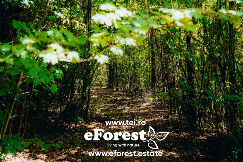 Crevedia, loturi de casa intre 2 paduri, cu intrare din DN, Eforest