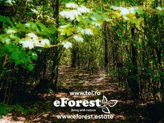 Crevedia, loturi de casa langa padure, eForest