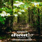 Promotia de Paste a inceput la eForest, Loturi de casa intre 2 paduri